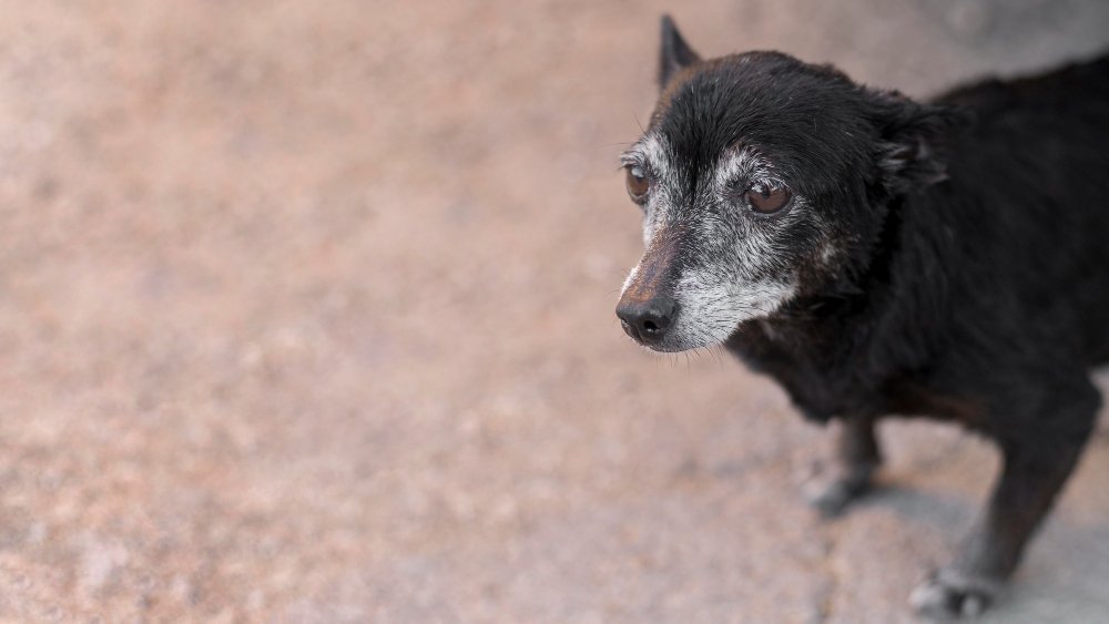 Cachorro Resgatado