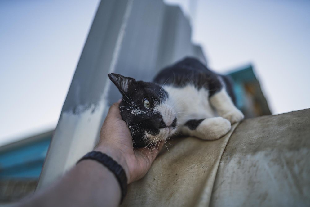 Cuidado com Animais