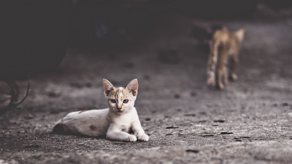 Gatos Comunitários